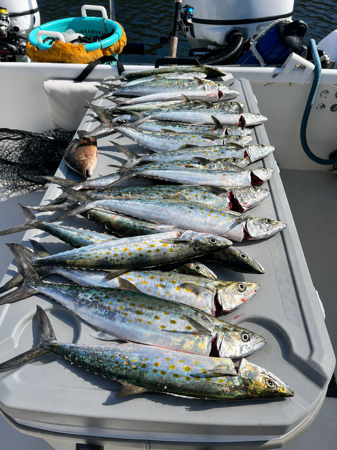 Spanish mackerel caught with the charter