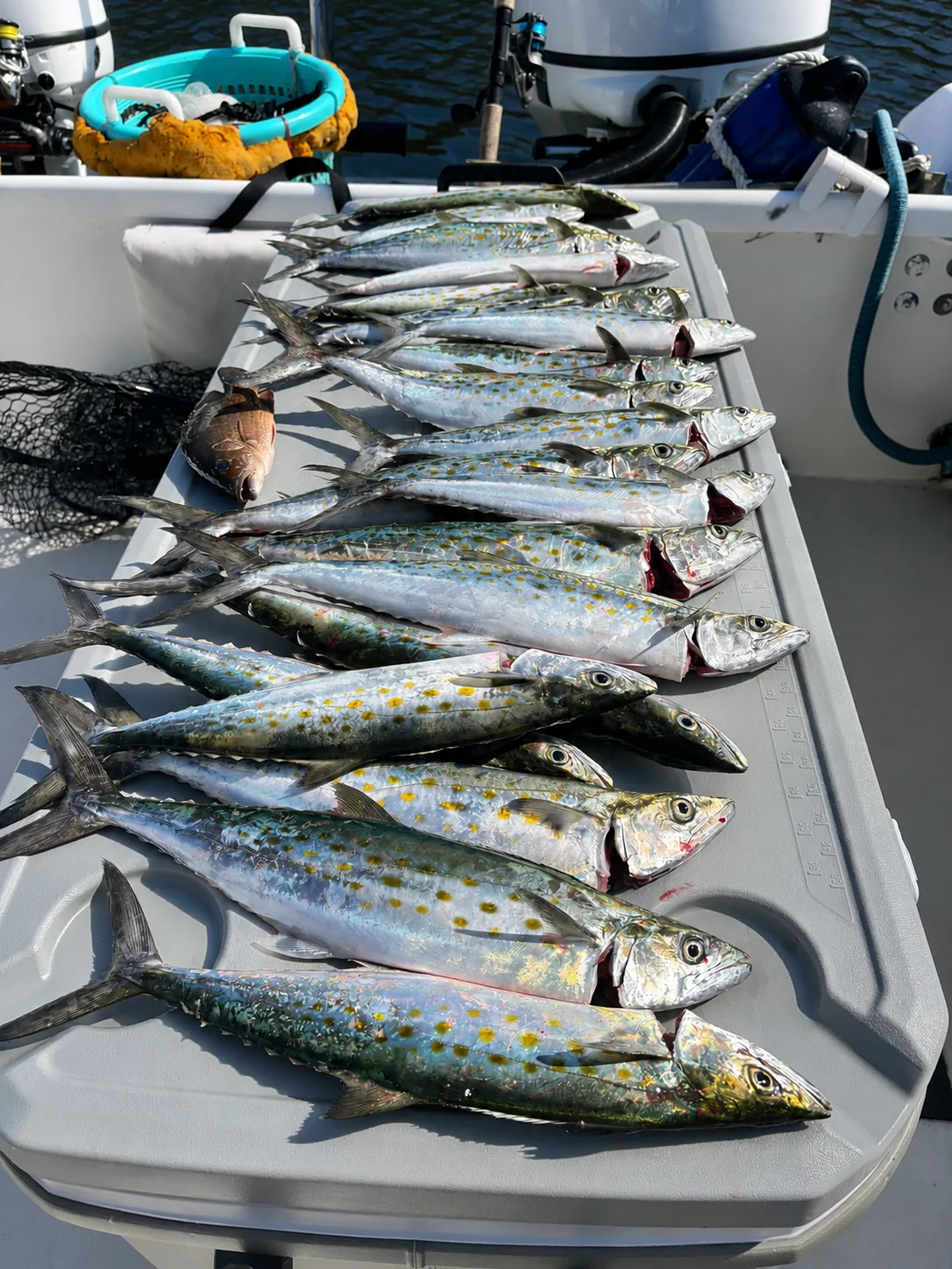 A cooler lid lined with Spanish mackerel