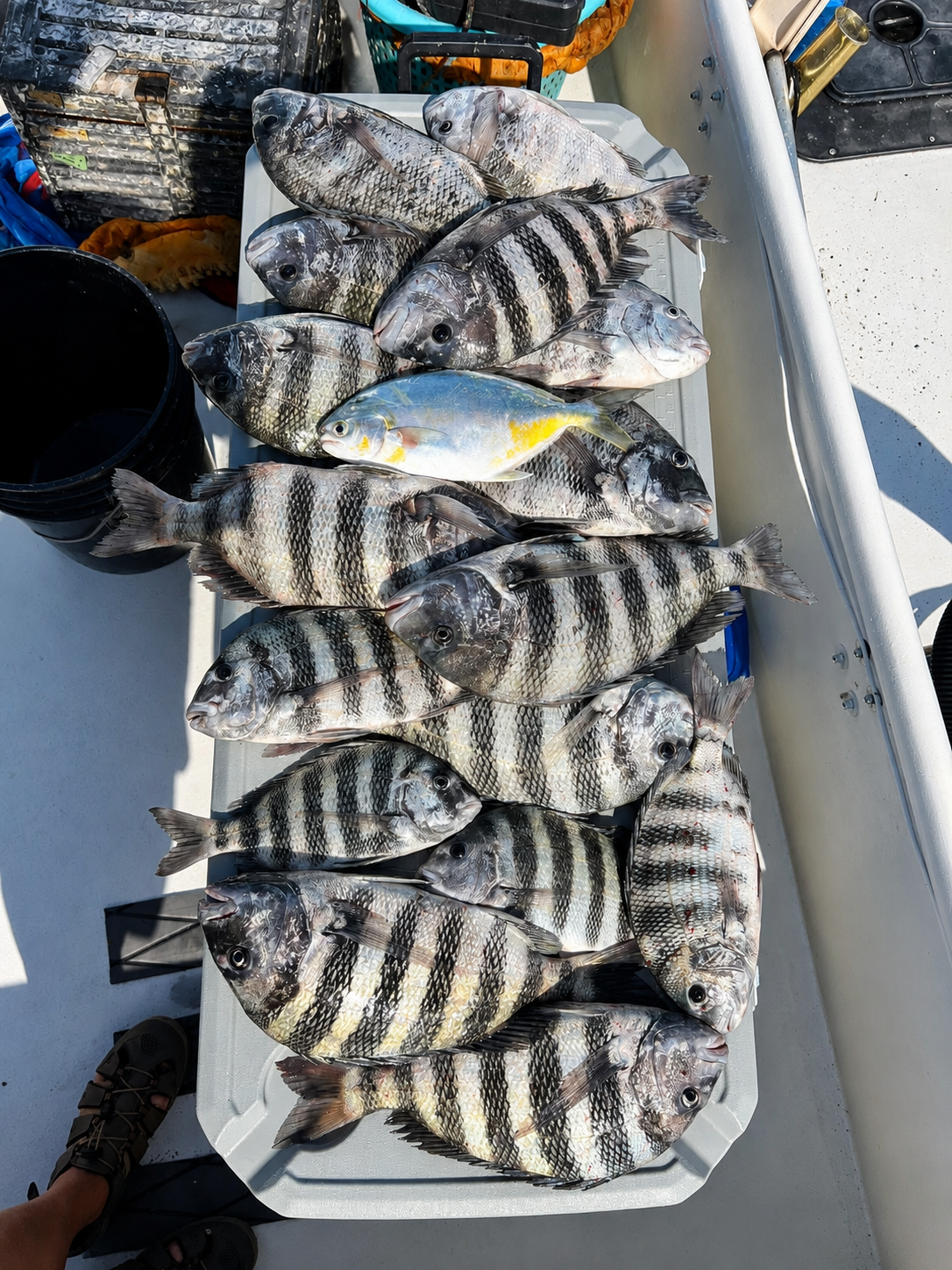 Sheepshead caught with the charter